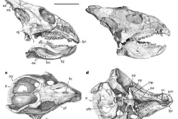 冠长鼻龙:北美小型植食恐龙(体长4.5米/鼻骨突出)