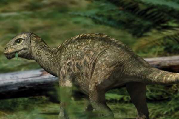 鼠龙:历史上化石体型最小的恐龙(最小仅20厘米)