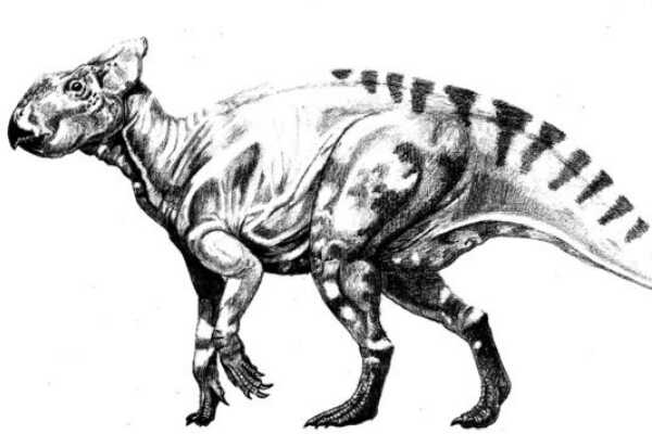 细长龙:欧洲巨型植食恐龙(长18米/脖子占到一半长)