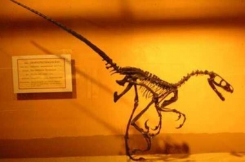 栾川盗龙:河南小型驰龙科恐龙(体长3米/酷似鸟类)