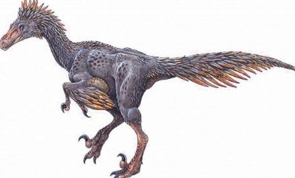 理理恩龙:欧洲小型恐龙(长5米/带有两片半圆脊冠)