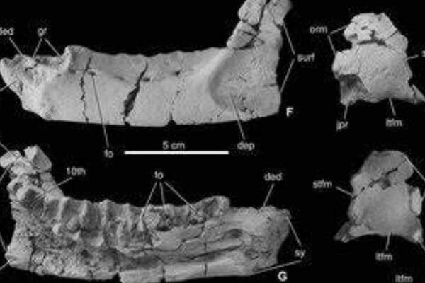 单爪龙:蒙古小型肉食恐龙(长1米/形似鸟类)