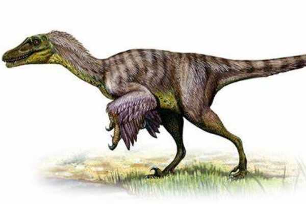 米拉加亚龙:欧洲大型剑龙科恐龙(体长6米/颈椎极长)