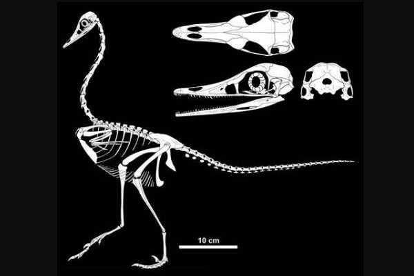 大黑天神龙:蒙古小型驰龙科恐龙(长70厘米/酷似翼类)