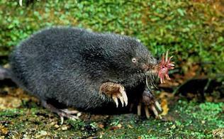 世界上进食最快的动物：星鼻鼹鼠（0.25秒完成进食过程）