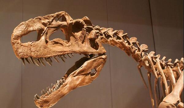 乌尔禾龙：剑龙科最后一种恐龙（长8米/距今1.2亿年前）