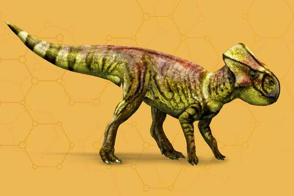 阿马格巨龙:南美巨型植食恐龙(长12米/生于1.3亿年前)