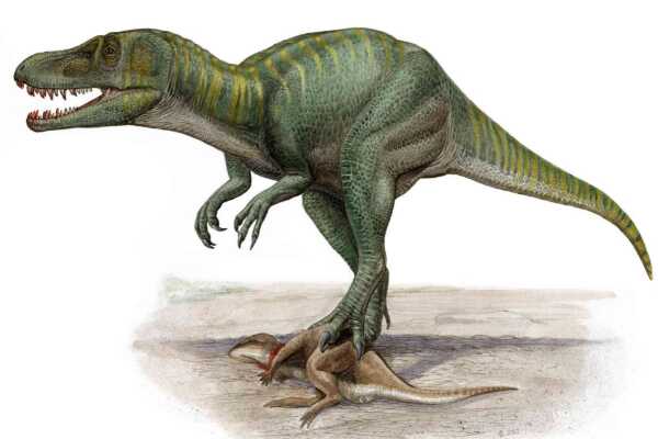 微角龙:蒙古小型恐龙(仅长60厘米/最原始的角龙)