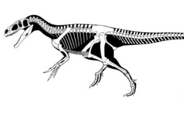 微角龙:蒙古小型恐龙(仅长60厘米/最原始的角龙)