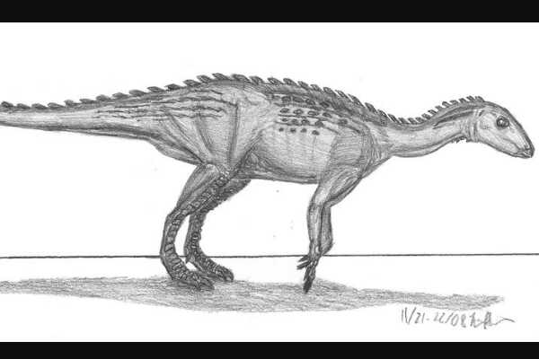 前似鸵龙 ：北美洲小型食肉恐龙（长2.5米/6000万年前）