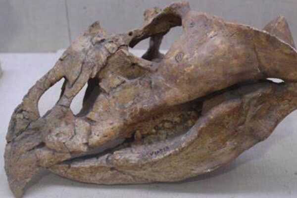 巨嘴龙:中国小型植食恐龙(长1米/上嘴壳内勾尖锐)