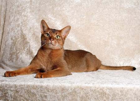 埃及艳后的猫叫什么名字,纯黑阿比西尼亚猫