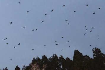 日本的乌鸦是变异了么又大又凶,日本乌鸦一般什么时候出现