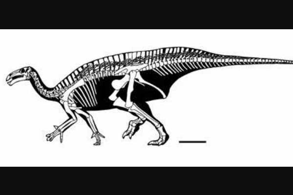黑丘龙:南非巨型恐龙(长12米/颅骨呈现三角形)