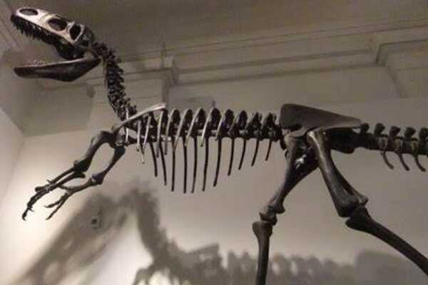 结节龙:北美中型恐龙(长有层状板甲/没有尾锤)