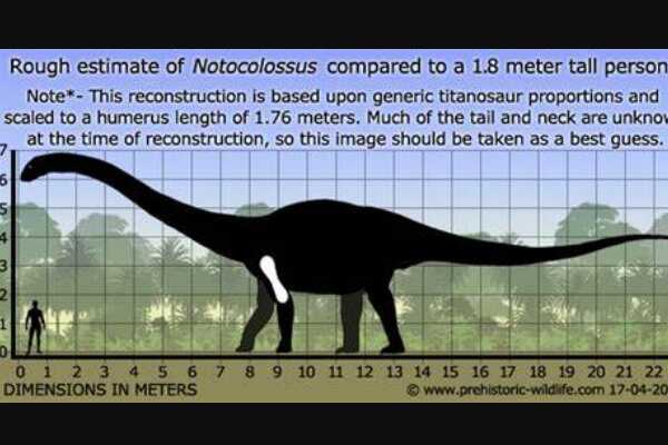 恩霹渥巴龙:南非小型恐龙(长1.2米/最原始的似鸟龙)