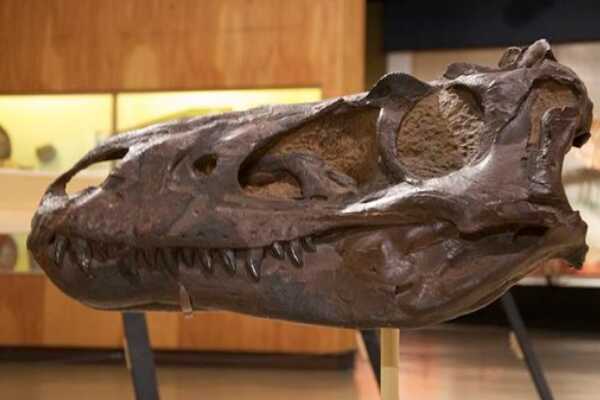尼亚萨龙:远古爬行动物(可能是最古老恐龙/长2-3米)