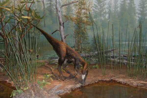 矮暴龙:北美大型食肉恐龙(长7米/与霸王龙媲美)