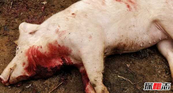吃肉是否过于残忍?人类对动物的十大残忍行为