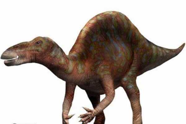 似鸟龙:小型兽脚恐龙(外形酷似鹈鹕/最小仅50厘米长)