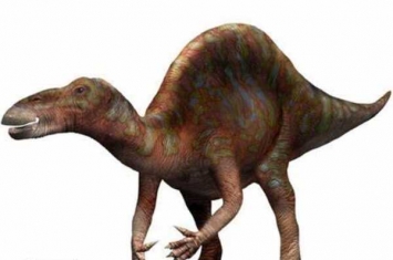 无畏龙:非洲大型恐龙(背部长有硕大帆状物/长7米)