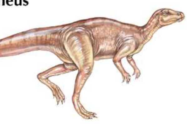 齿河盗龙:南美大型恐龙(长7米/生于白垩纪末期)