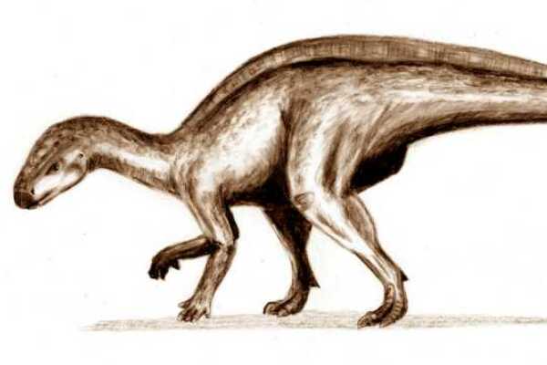 寡头龙:中型杂食恐龙(长4米/化石出土于奥地利)
