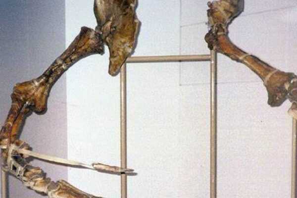 内蒙古龙:中国小型恐龙(长2米/脖子占体长四分之一)