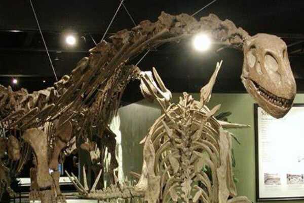 寡头龙:中型杂食恐龙(长4米/化石出土于奥地利)