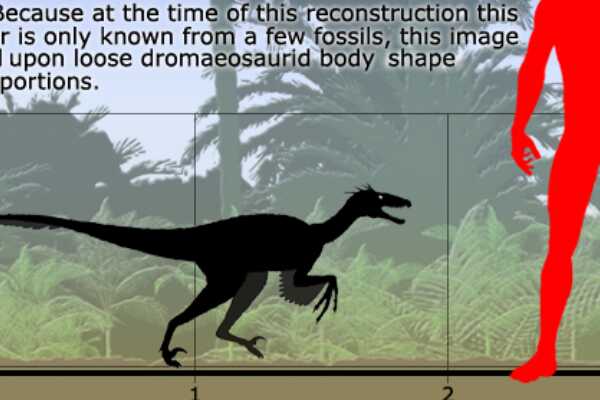 鸟鳄:鳄鱼和恐龙间的过渡生物(长4米/能两足站立)