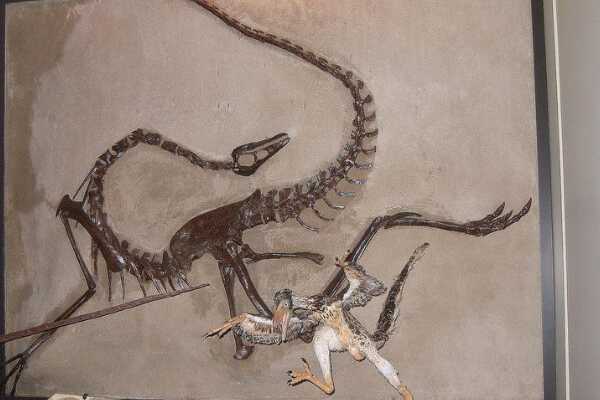 联鸟龙:欧洲小型肉食恐龙(长2米/出土于英格兰)