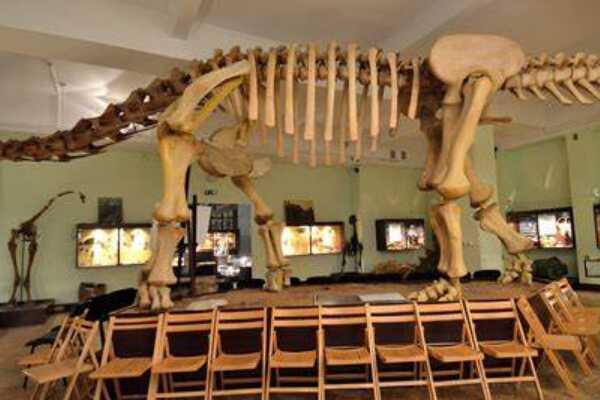 后凹尾龙:蒙古巨型恐龙(长12米/有球窝状关节)