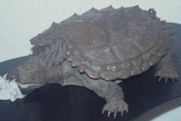 原颚龟:最古老的龟类动物(长6米/龟甲长满尖刺)