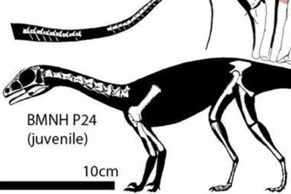 火盗龙:欧洲小型驰龙科恐龙(仅2.5米长/长有镰刀爪)