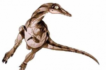 小驰龙:蒙古小型恐龙(长1米/仅有一根指爪挖掘蚁巢)