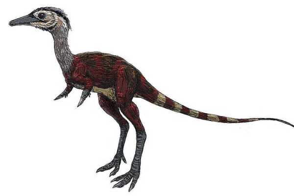 巴塔哥尼亚爪龙:南美小型恐龙(长2米/缺乏颅骨)