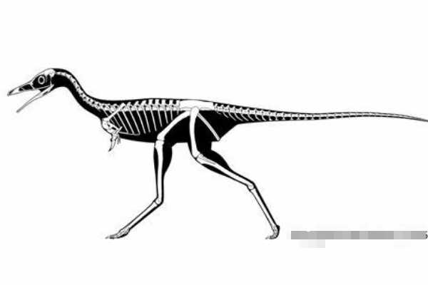 小驰龙:蒙古小型恐龙(长1米/仅有一根指爪挖掘蚁巢)