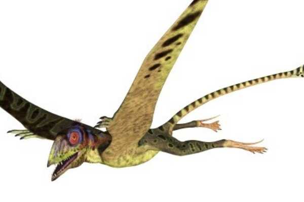 蛇颈龙:侏罗纪的海洋之王(长3-6米/颈椎骨多达71节)