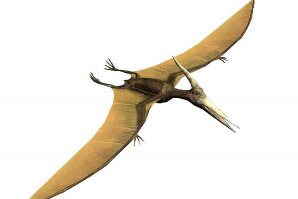 原角龙:北美小型恐龙(长2米/最早发现的角龙蛋化石)
