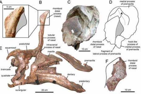似鹈鹕龙:西班牙小型恐龙(长2米/牙齿多达220多颗)