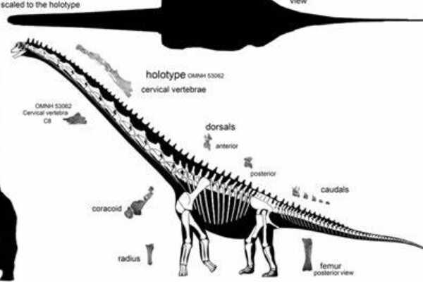 侧空龙:北美大型恐龙(最长18米/德州州立恐龙)