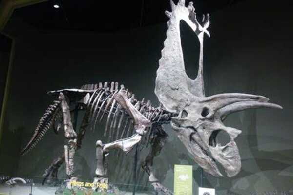 似凹齿龙:西班牙中型恐龙(长5米/生于7000万年前)
