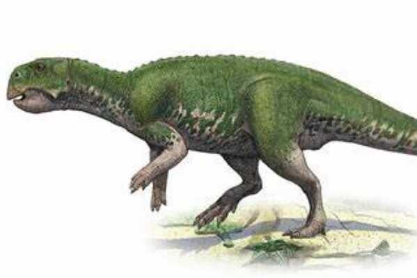 原栉龙:北美大型恐龙(长8米/长有低矮三角形冠饰)