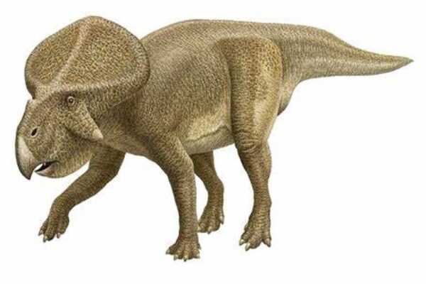 倾角龙:北美小型恐龙(长1.8米/眼眶下长有三角骨)