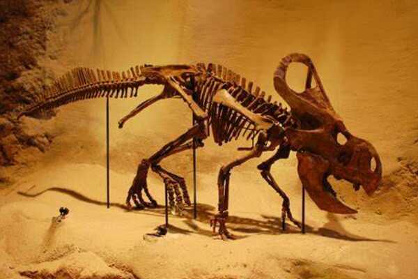 倾角龙:北美小型恐龙(长1.8米/眼眶下长有三角骨)