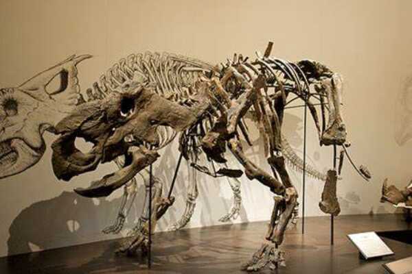 厚鼻龙:加拿大大型角龙(长6米/拥有硕大的鼻骨突起)