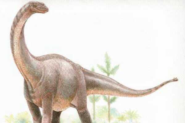 肿头龙:北美中型恐龙(长5米/头顶长23厘米厚骨板)