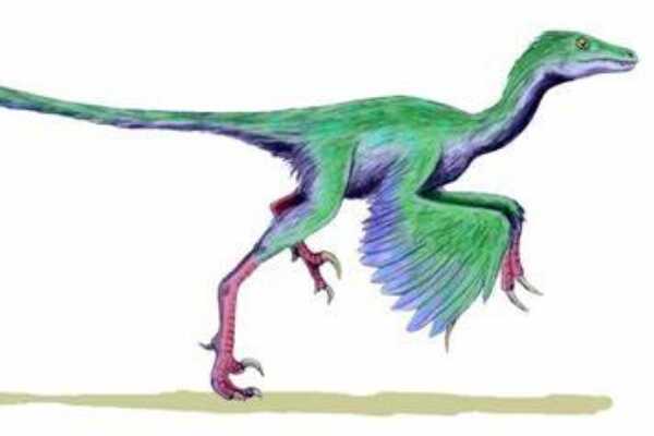 皱褶龙:非洲大型恐龙(长7米/头顶长有鲜艳冠饰)