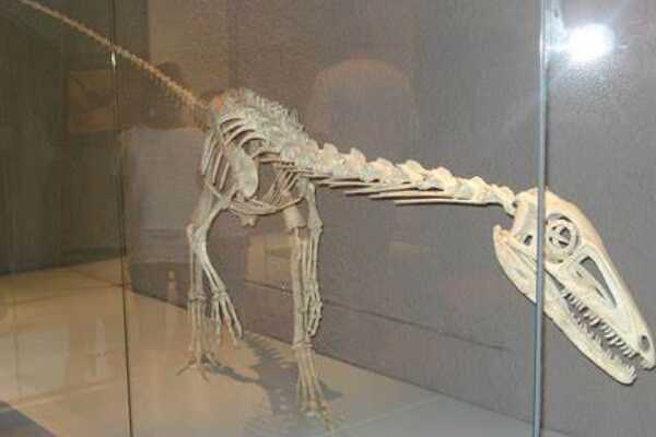 厚鼻龙:加拿大大型角龙(长6米/拥有硕大的鼻骨突起)