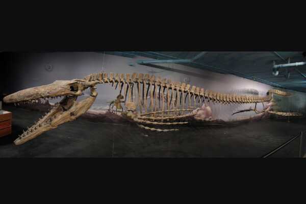 华丽羽王龙:唯一带羽毛的大型肉食恐龙(长9米)